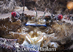 Velvet swimming crab. North Wales. D200, 60mm. by Derek Haslam 
